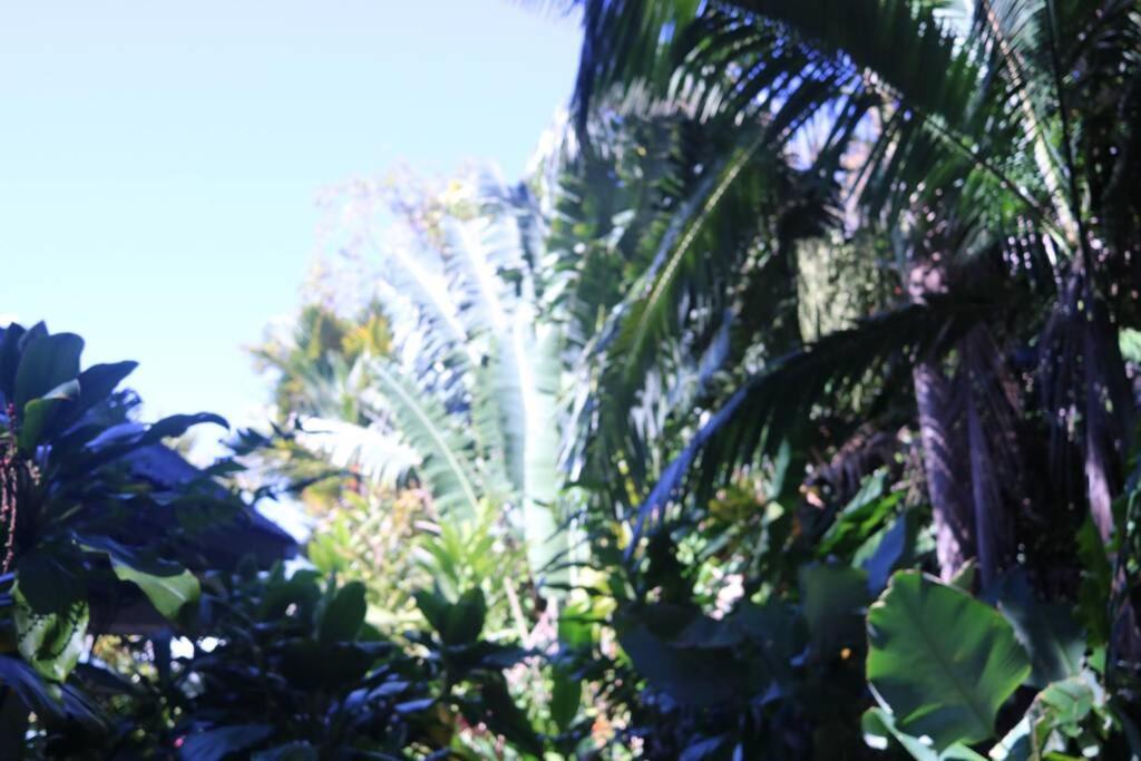 Willa Beauty Tiny Walk To Sea Port Douglas Zewnętrze zdjęcie